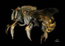  Fig 6,nbsp; Anthidium manicatum nbsp;male lateral habitus, photo: Jeni Sidwell 
